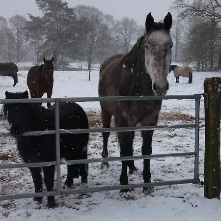 Blockhuette 35 Km Noerdlich Von Hamburg *