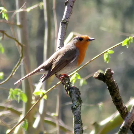 펜션 Blockhuette 35 Km Noerdlich Von Hamburg *