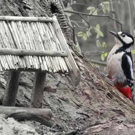 펜션 Blockhuette 35 Km Noerdlich Von Hamburg Langeln (Schleswig-Holstein)