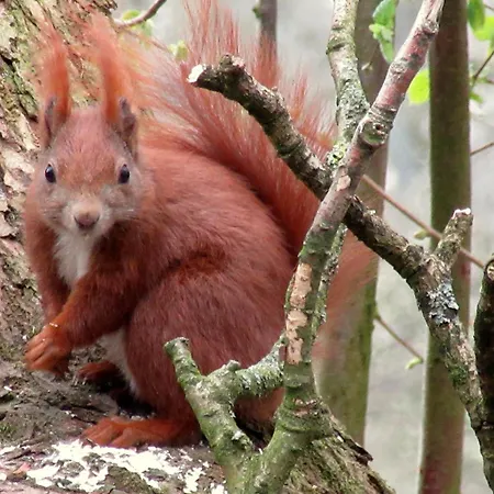 Blockhuette 35 Km Noerdlich Von Hamburg 펜션